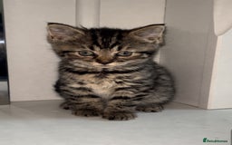 Arabian Mau cats for sale: Stunning British Short Hair Mix Breed Kittens  - Image 6