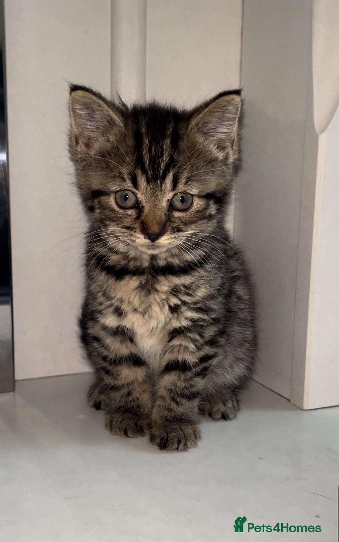 Arabian Mau cats for sale: Stunning British Short Hair Mix Breed Kittens  - Image 6