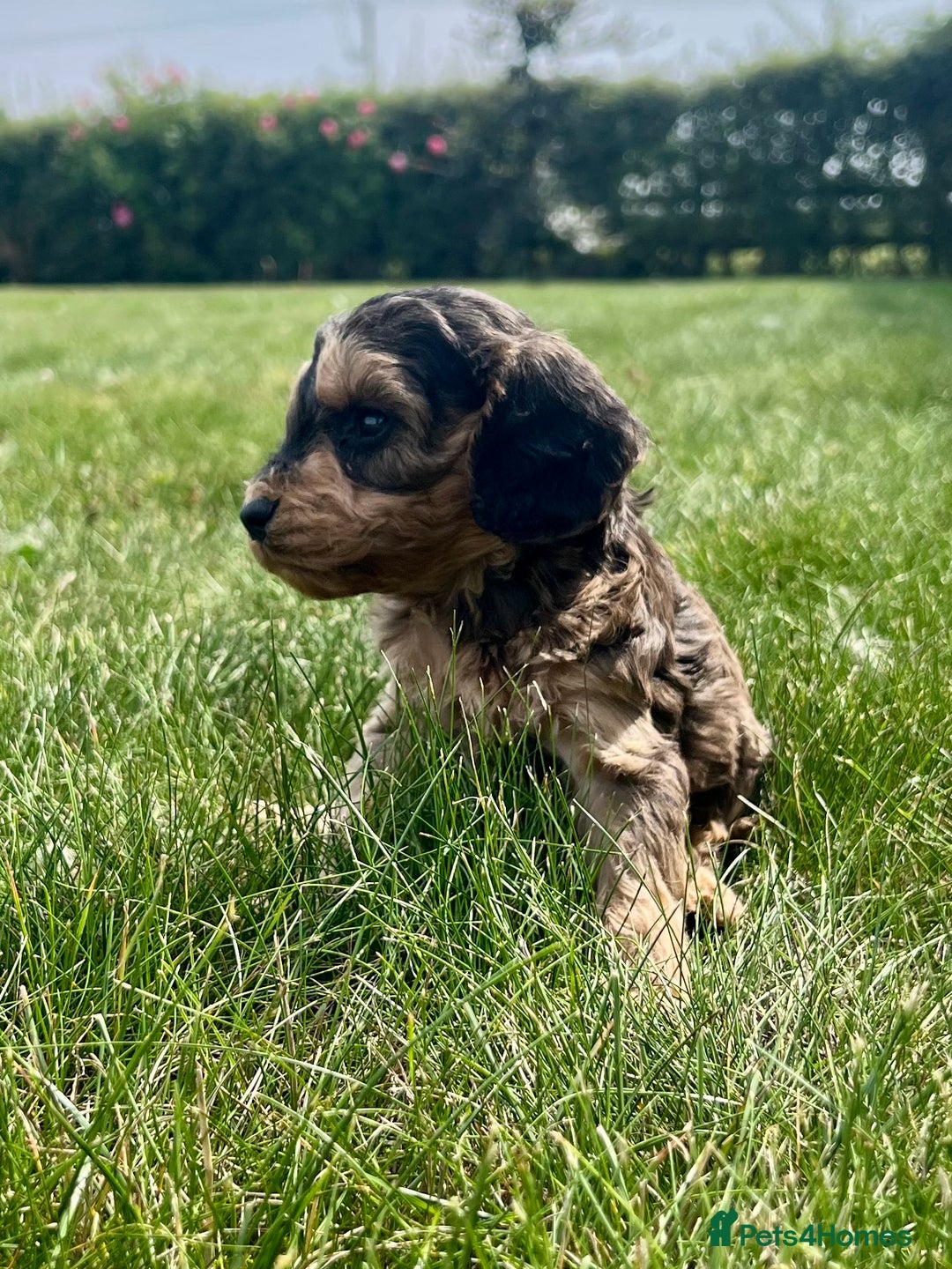 Cockapoo dogs for sale: Cockapoo puppies  - Image 4