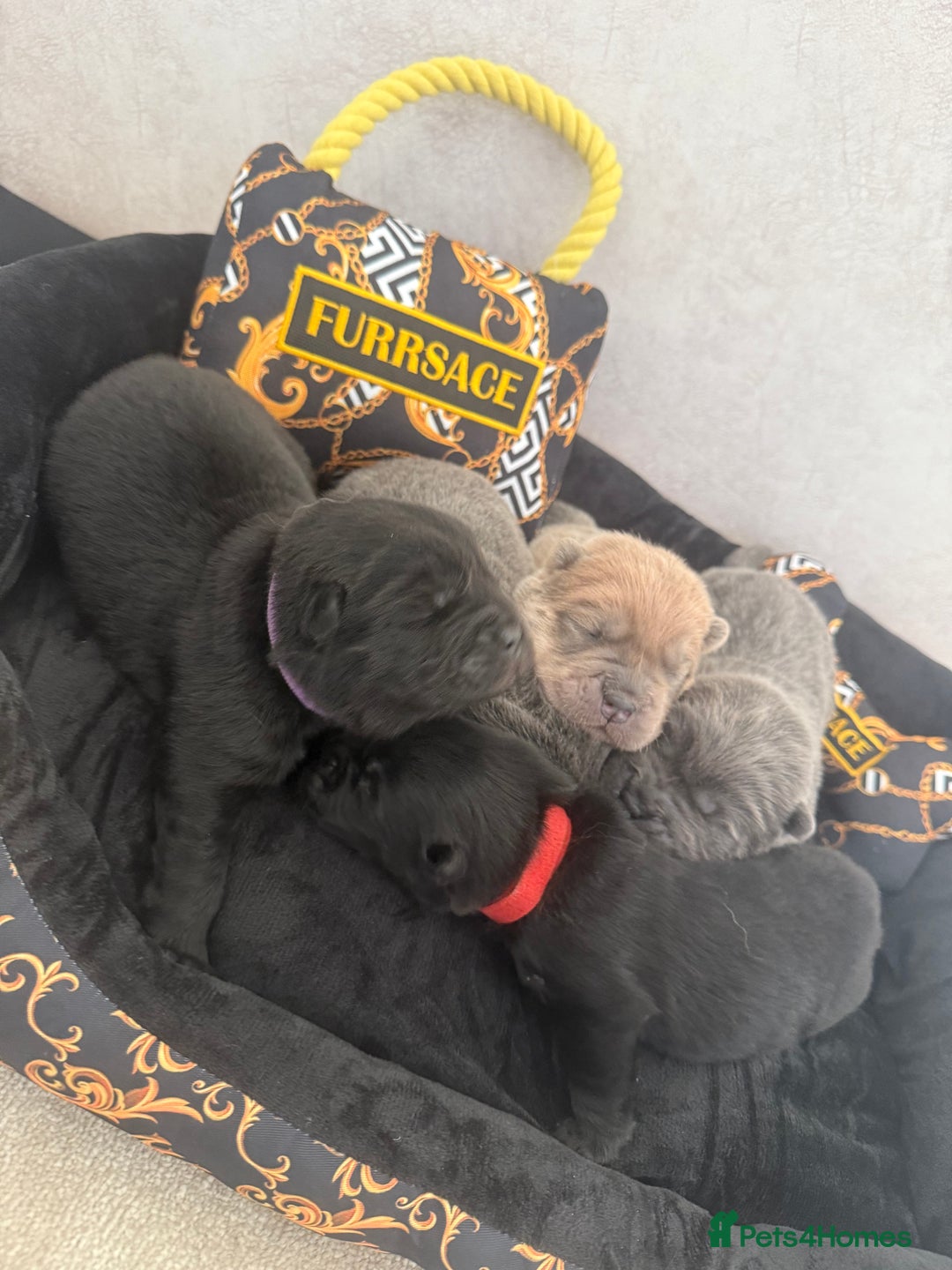 Chow Chow dogs for sale: KC reg chow chows ready to leave 24 dec! REDUCED - Advert 12