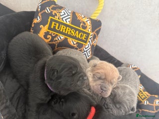 Chow Chow dogs Ready to leave Xmas Eve 🎁🐻 KC REGISTERED!! - Advert 1