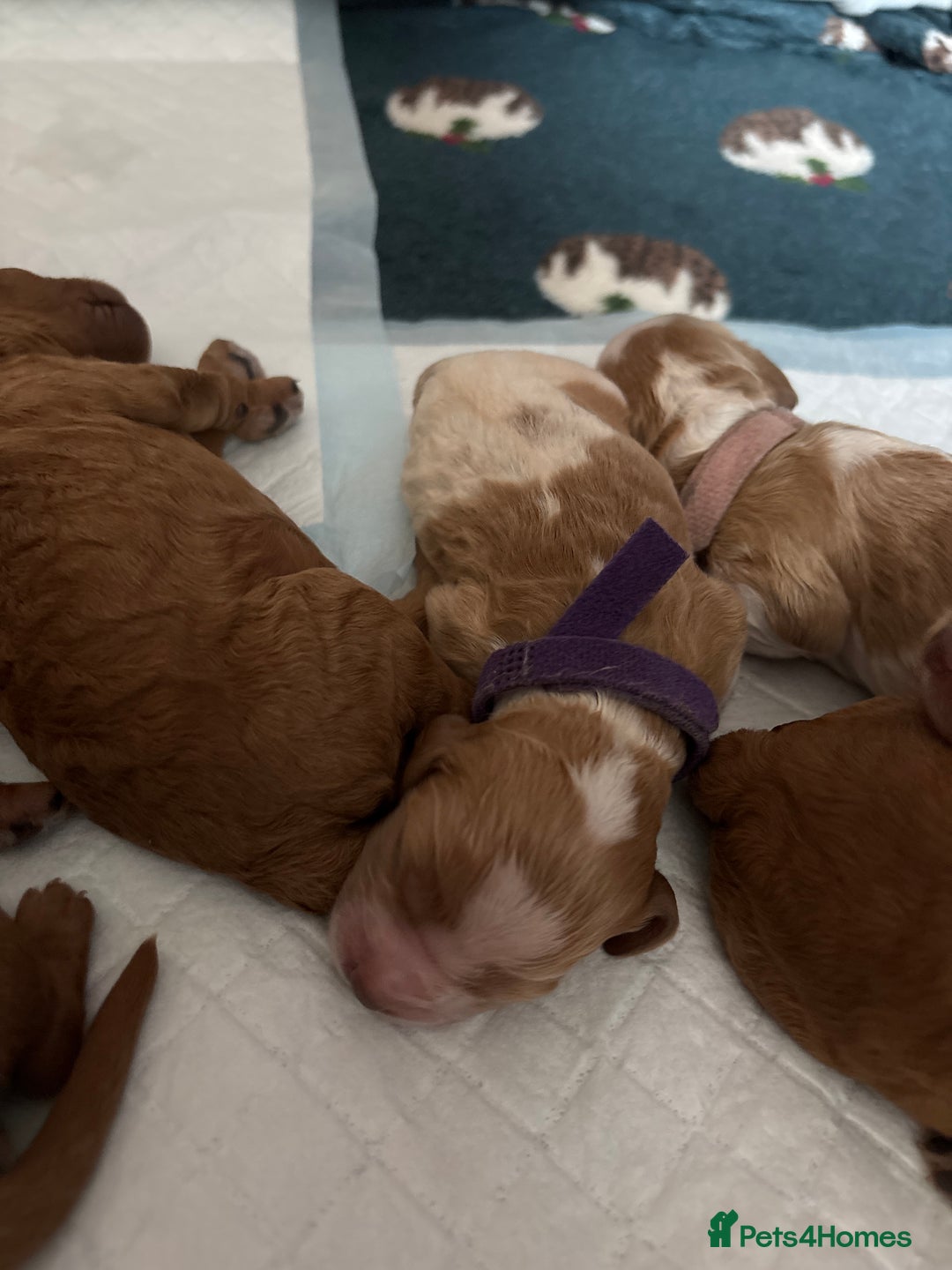 Cockapoo dogs for sale: F2 cockapoos 💖 - Image 11