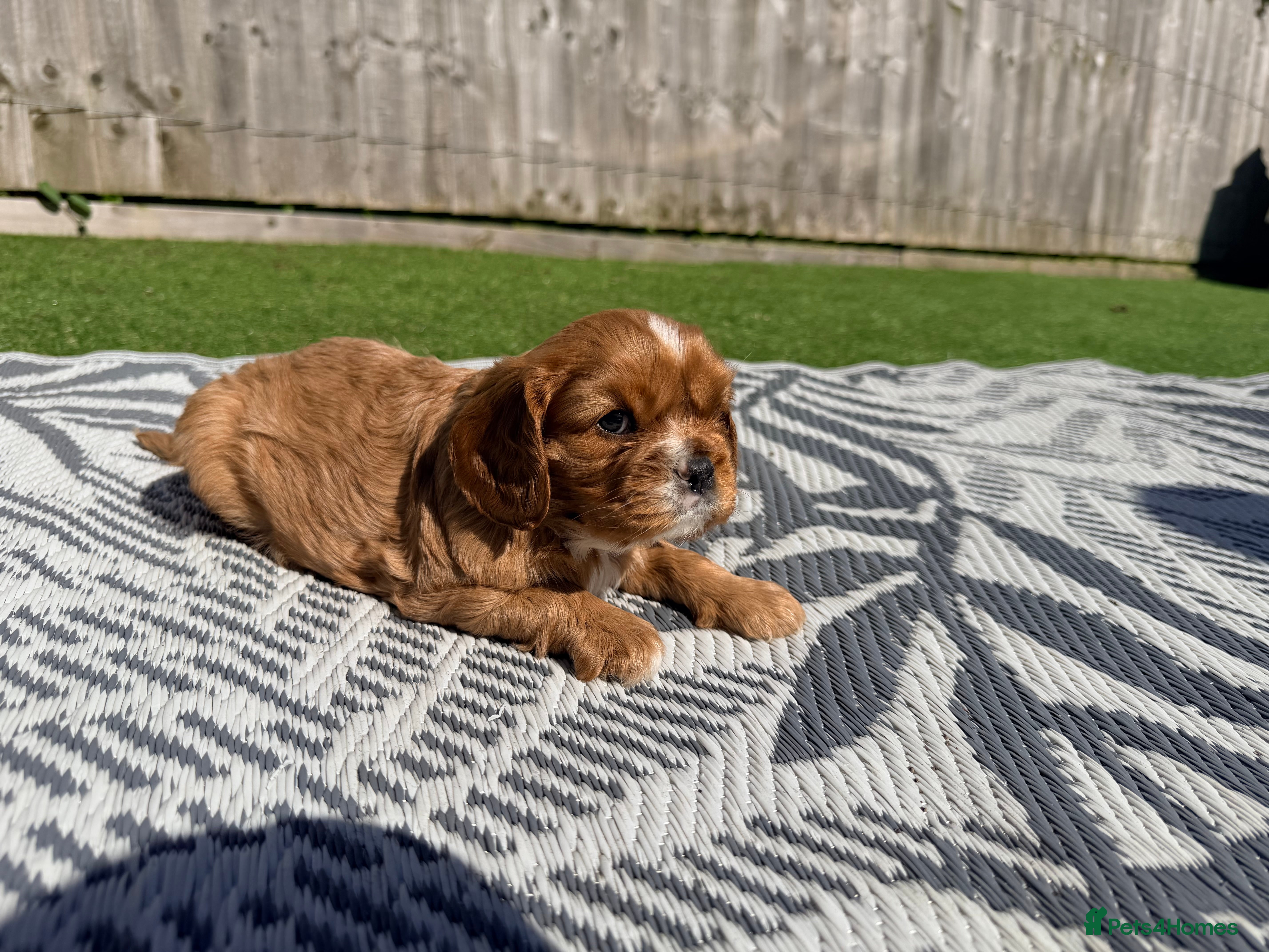Cavalier King Charles Spaniel dogs 2x KC stunning CKCS Ruby ❤️ - Advert 5