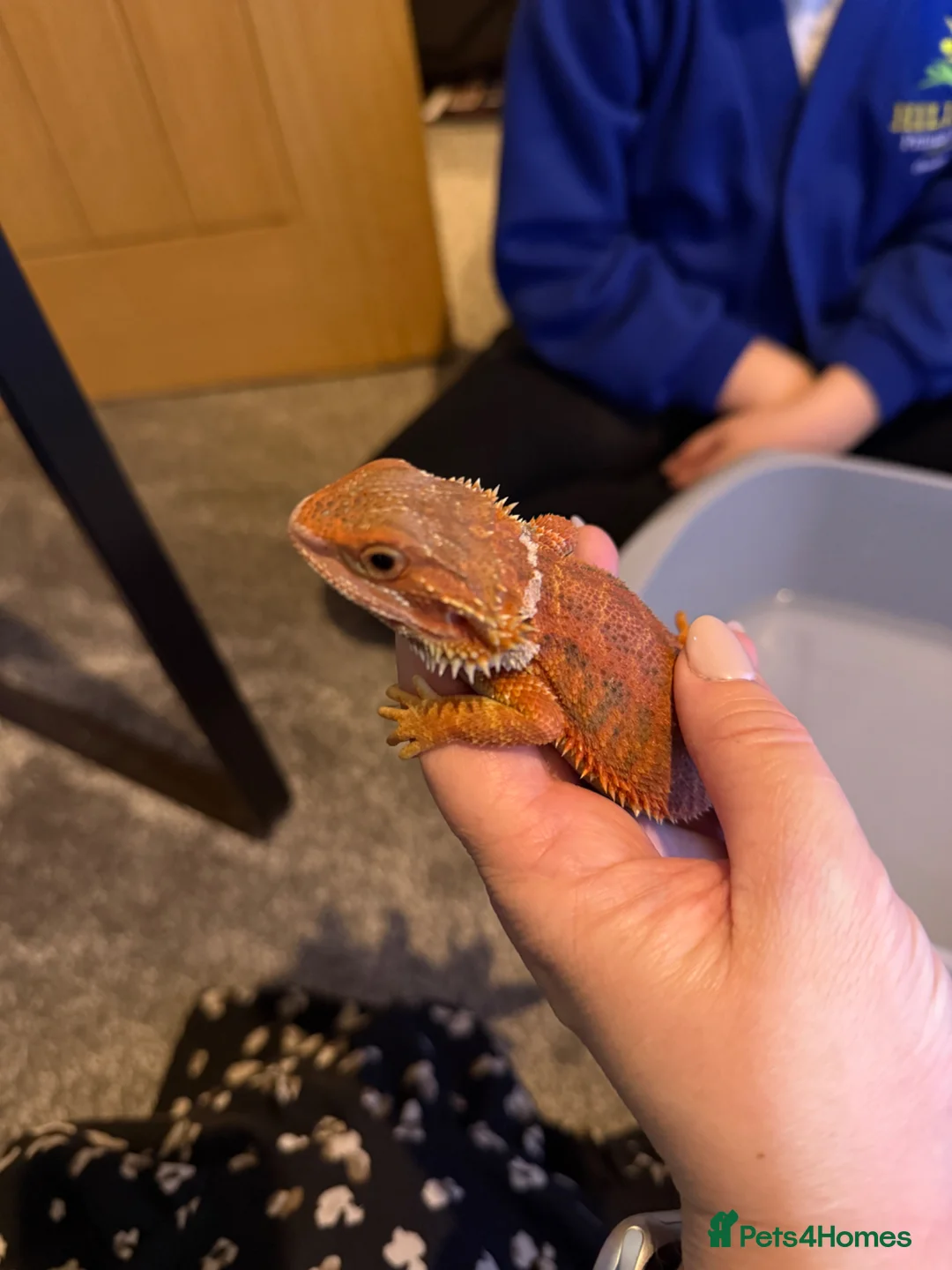 Bearded Dragon reptiles for sale: Red bearded dragon and set up in Runcorn - Advert 9
