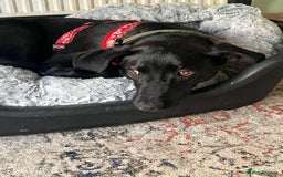 Whippet dogs for adoption: ASH-12 months,Medium,playful/friendly/loves people - Image 17