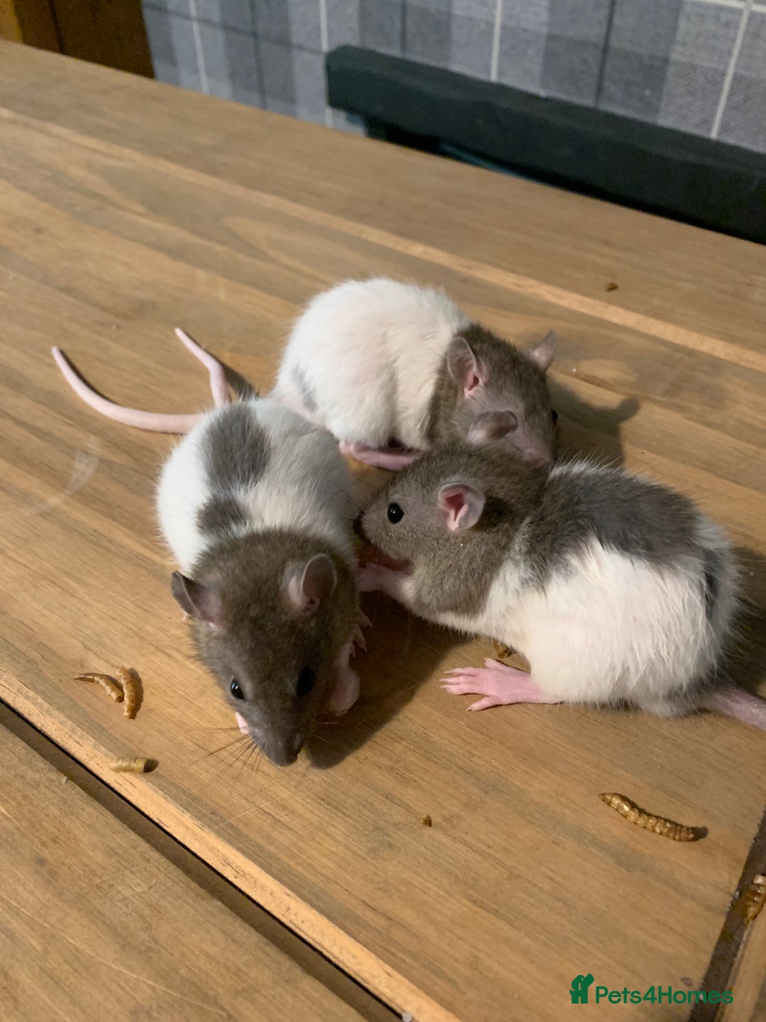 Adoption Pet Rats Near Me Pet Rat Rat Sanctuary Near Me Pets At