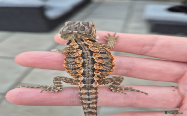 Bearded Dragon reptiles - Advert 1