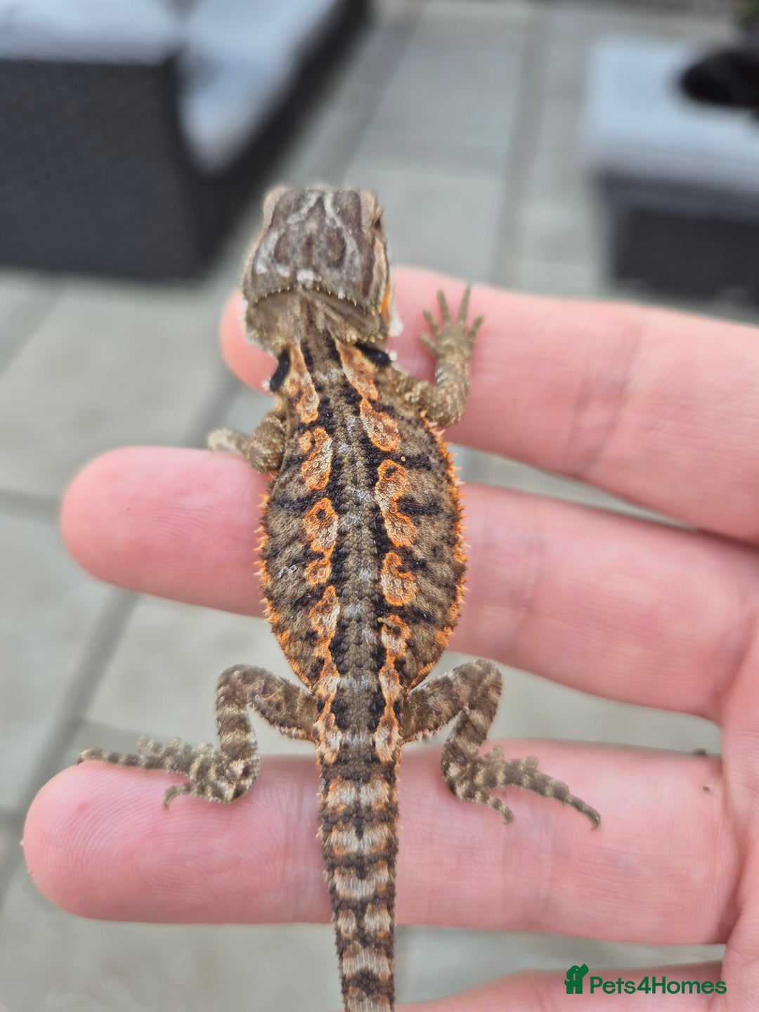 Bearded Dragon reptiles for sale: Bearded dragon babies available now  - Image 1