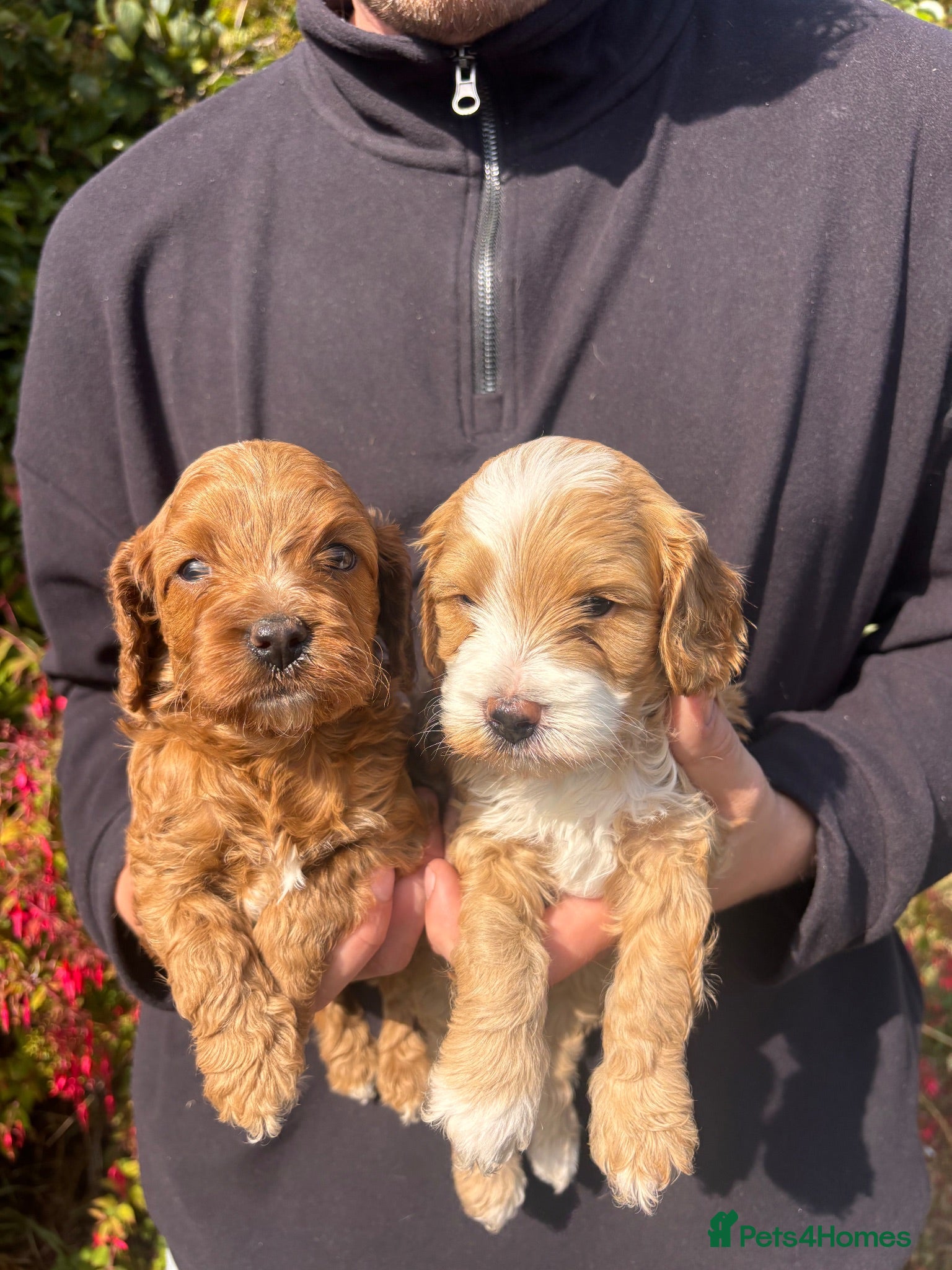 Cavapoo dogs 2 Beautiful Cavapoo puppies left - Advert 12