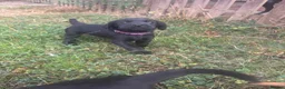 Labrador Retriever dogs for sale: Labrador puppies  in Welwyn Garden City - Advert 10