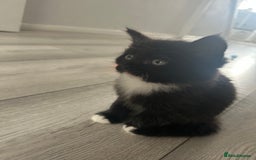Mixed Breed cats for sale: Mixed breed kittens - Image 7