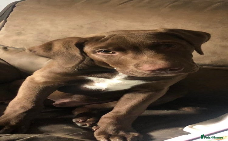 Mixed Breed dogs - Advert 2