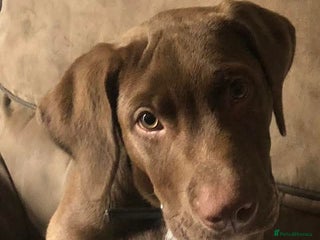 Mixed Breed dogs - Advert 19