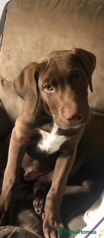 Mixed Breed dogs - Advert 1