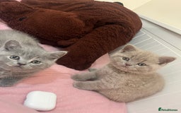 British Shorthair cats for sale: Beautiful British Shorthair Kittens - Advert 1