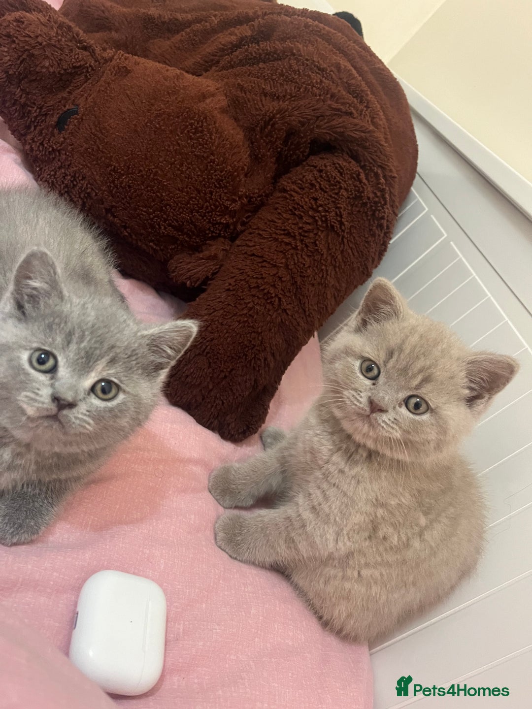 British Shorthair cats for sale: Beautiful British Shorthair Kittens - Advert 1
