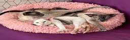 Siamese cats for sale: Red point Siamese boy kitten gccf registered  - Advert 3