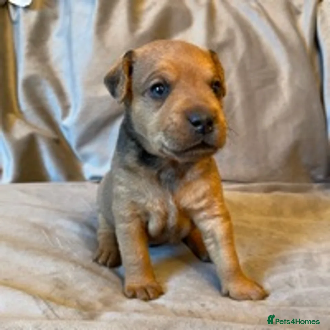 Lakeland Terrier dogs for stud: Proven Red Lakeland Terrier Stud in Builth Wells - Advert 9