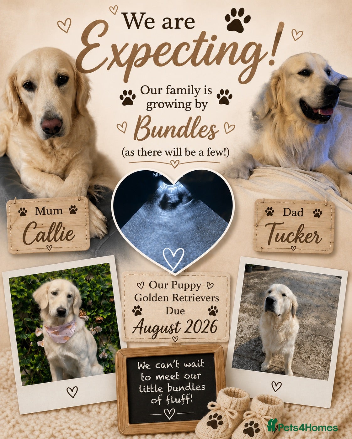 Golden Retriever dogs KC Registered Golden Retriever Puppies - Advert 1