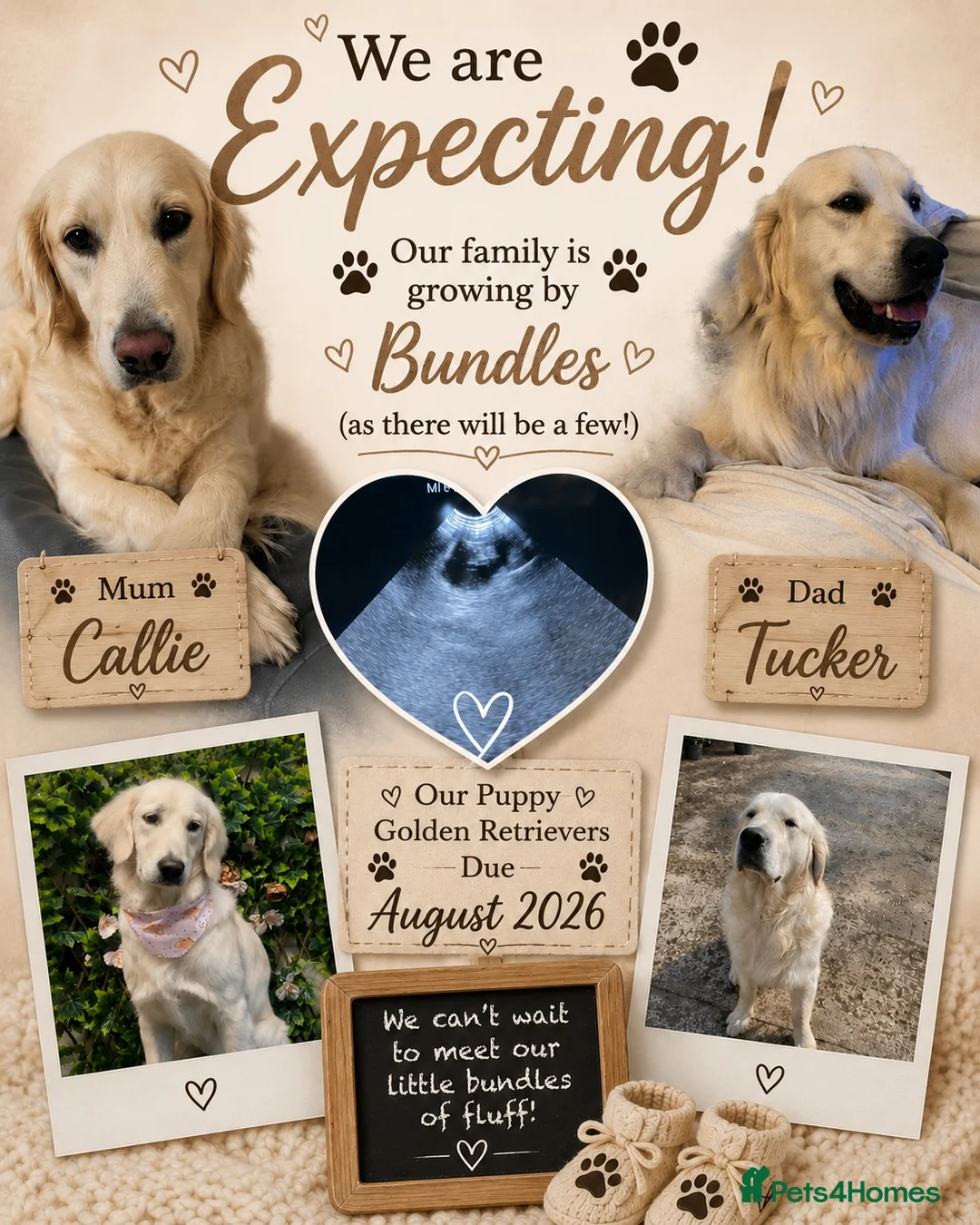 Golden Retriever dogs for sale: KC Registered Golden Retriever Puppies - Advert 1