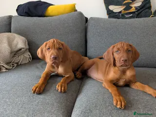 Hungarian Vizsla dogs **KC VISZLA PUPPIES *Import Lines & Low COI** - Advert 4