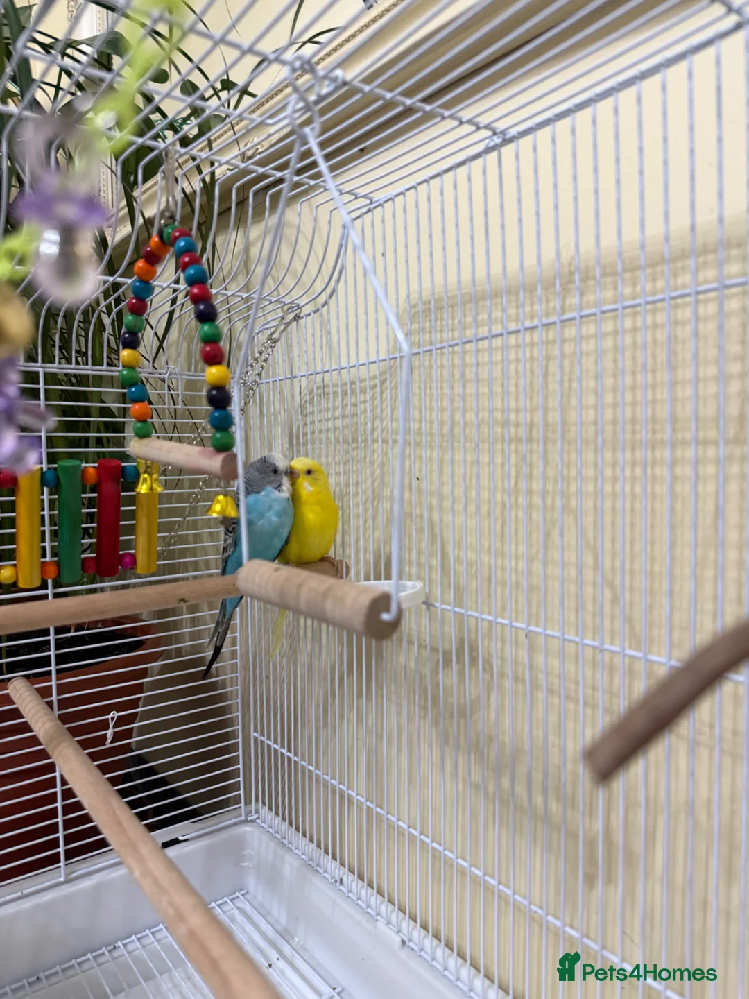 Budgerigars birds for sale: 2 Beautiful Budgerigars  - Advert 6