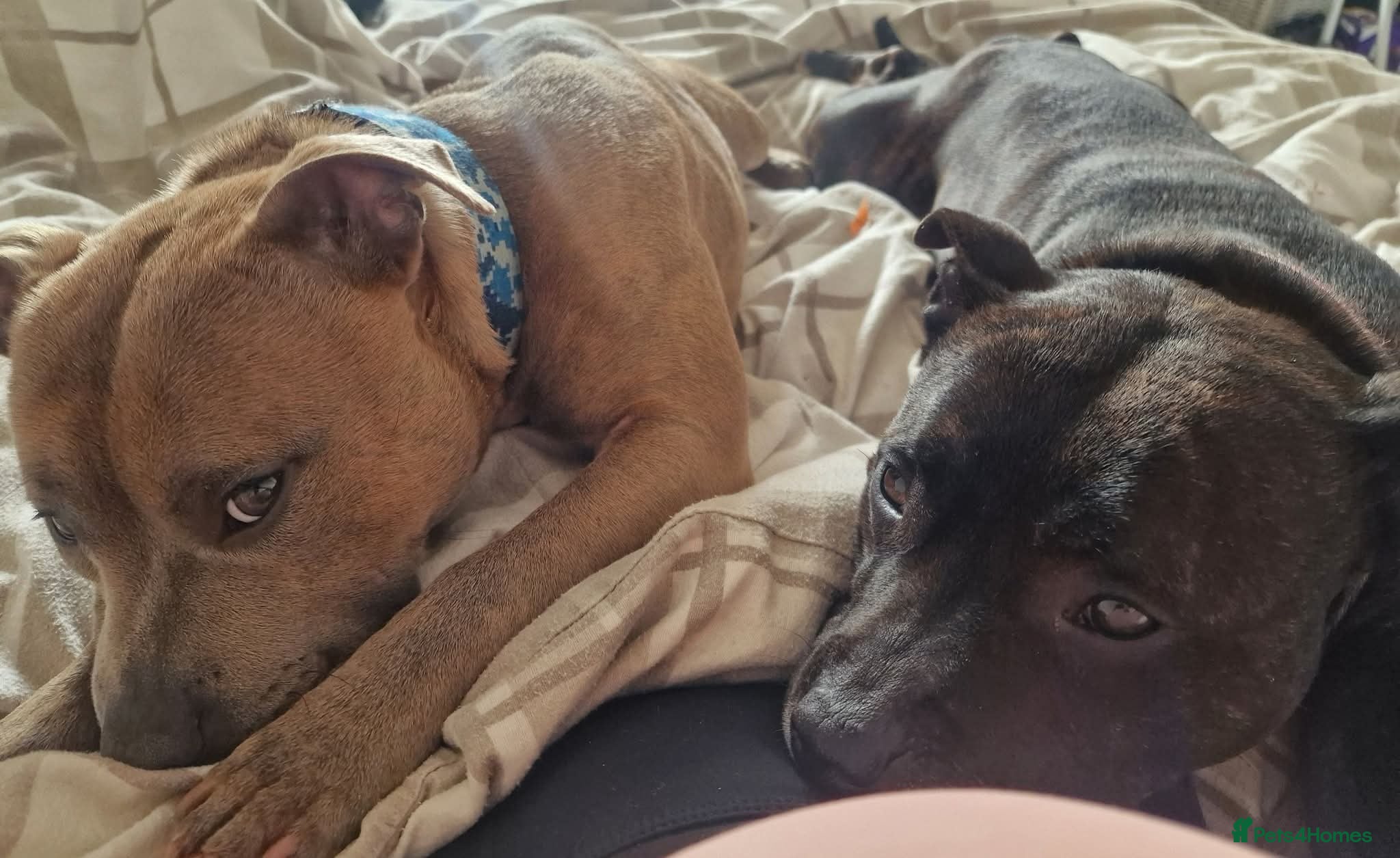 Staffordshire Bull Terrier dogs Staffy pups - Advert 5