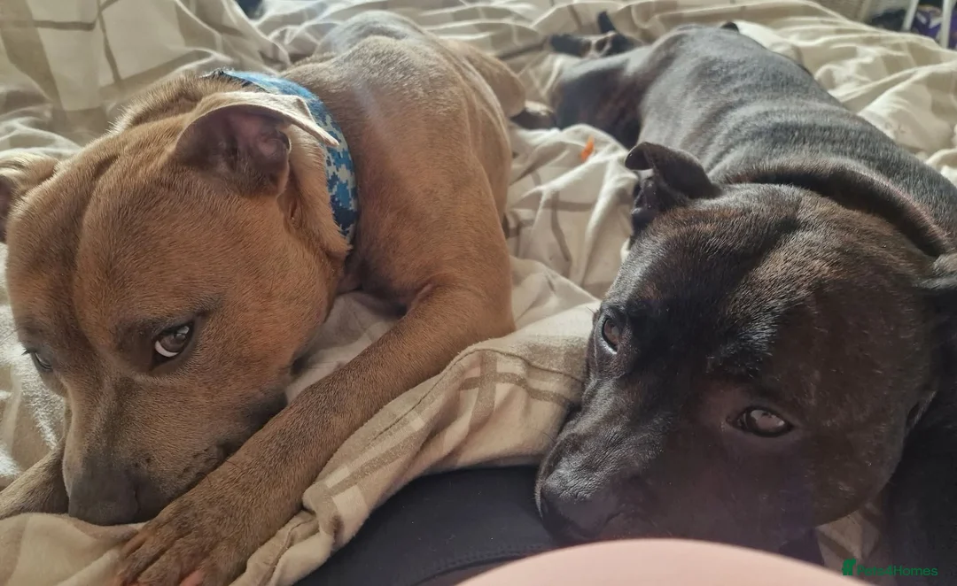 Staffordshire Bull Terrier dogs for sale: Staffy pups in Coleford - Advert 1