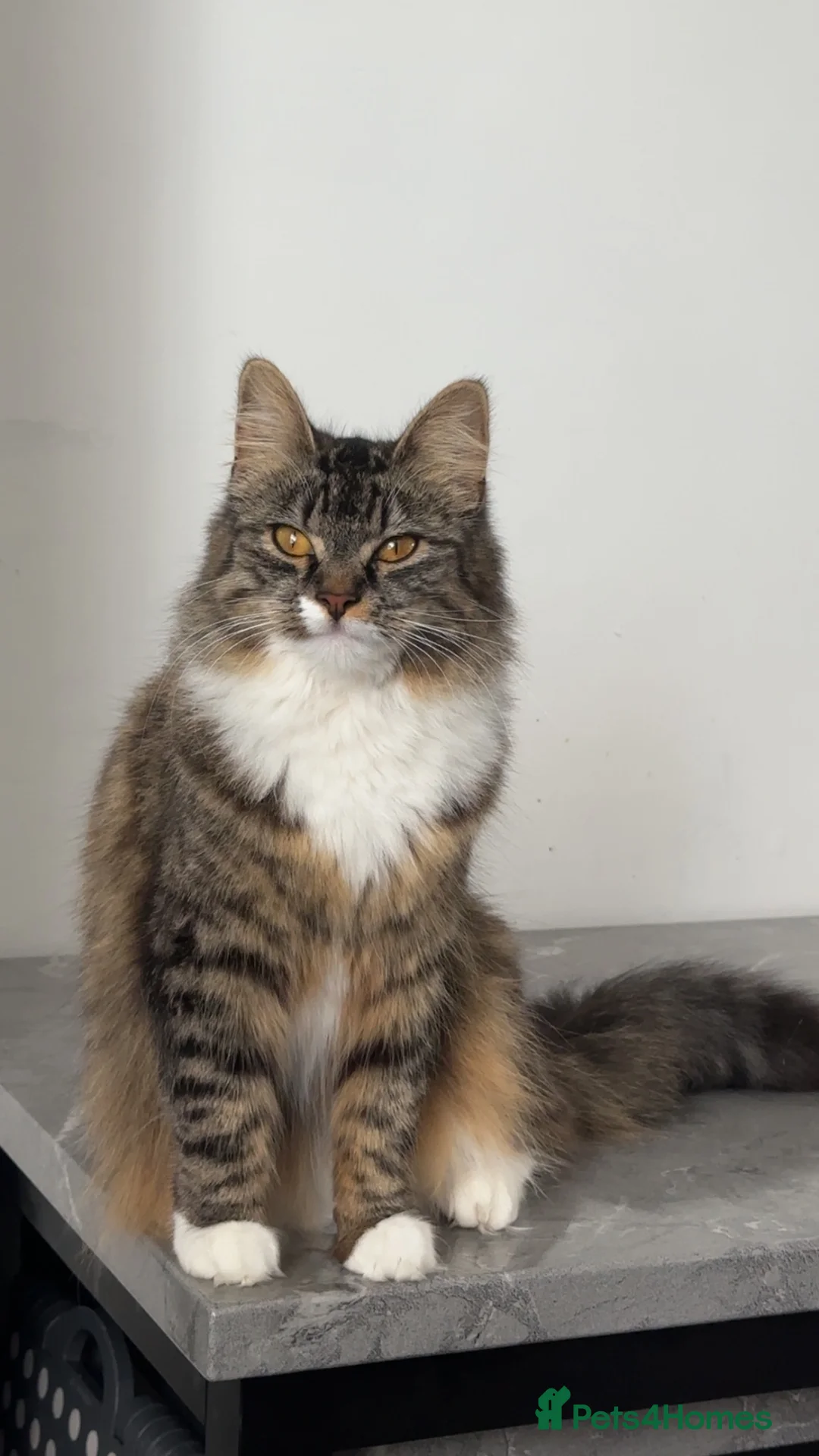 Siberian cats for sale: Beautiful Siberian kitten  - Advert 1