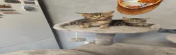 Mixed Breed cats for sale: 🐾 Beautiful Kittens Looking for Loving Homes! 🐾 in Birmingham - Advert 4