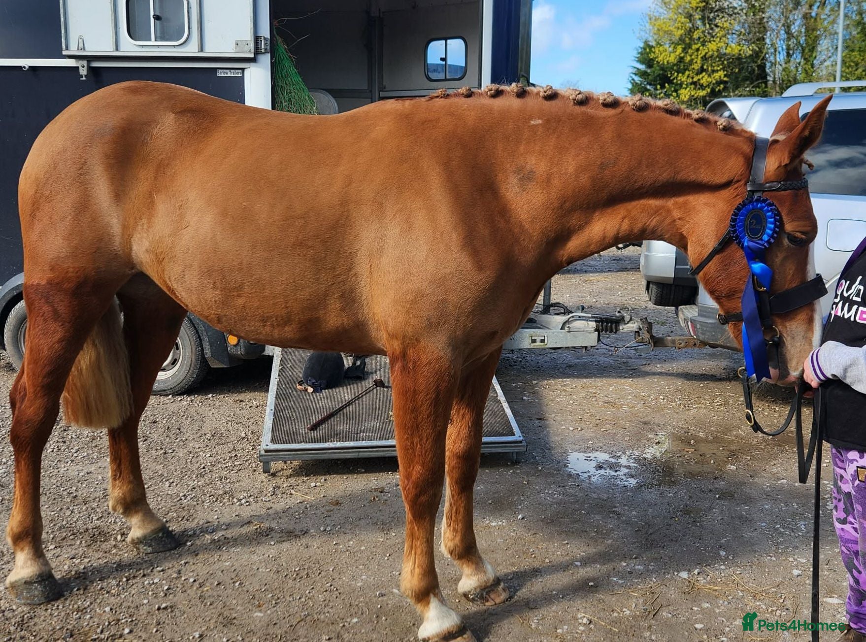 Irish Draught horses Magnificent Marjorie - Advert 1