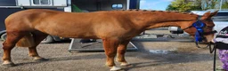 Irish Draught horses for sale: Magnificent Marjorie - Advert 1
