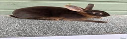 Rex rabbits for sale: Purebred Chocolate Otter Mini Rex bucks - Advert 4