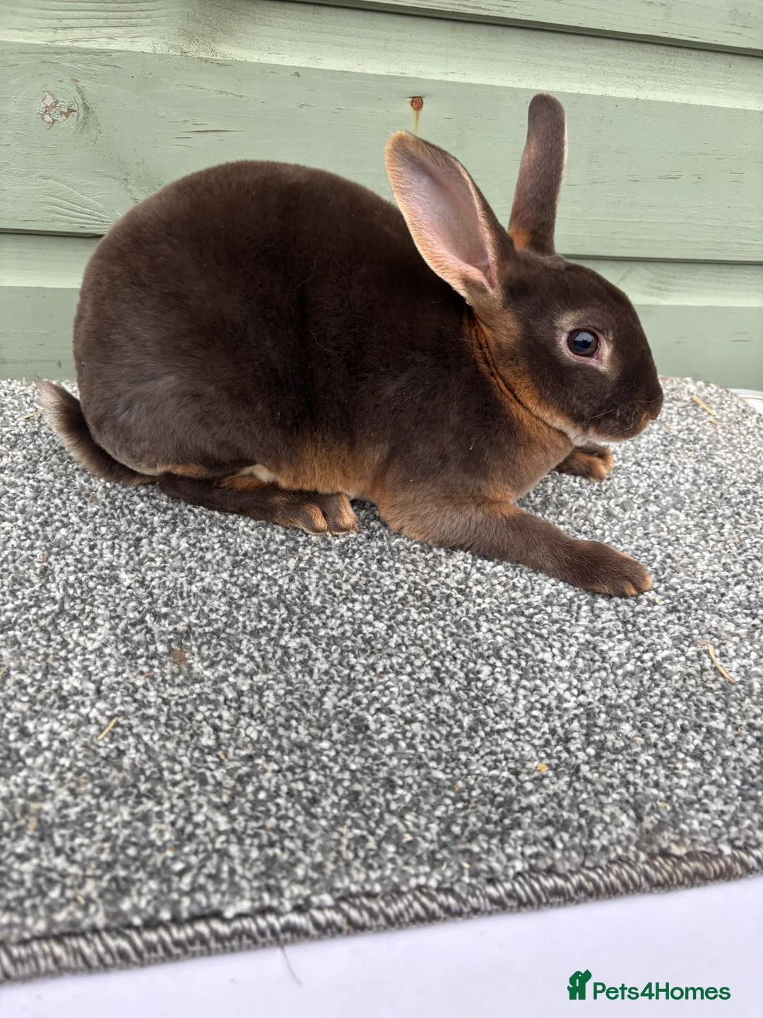 Rex rabbits for sale: Purebred Chocolate Otter Mini Rex bucks - Advert 4