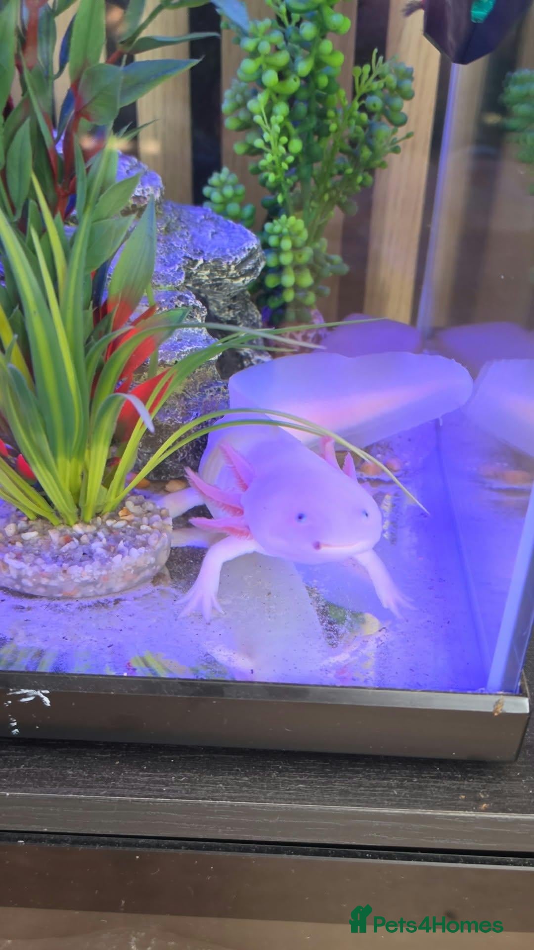 Axolotl reptiles Axolotl looking for new home  - Advert 3