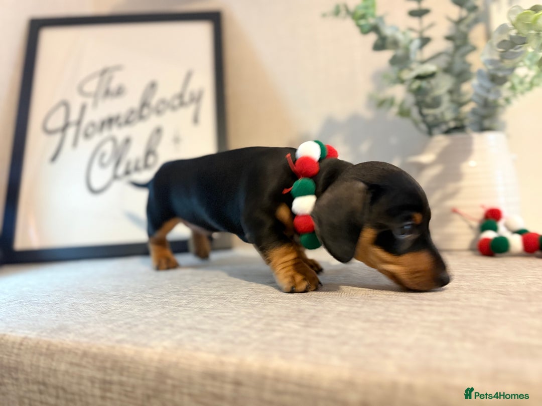 Miniature Dachshund dogs for sale: Miniature Dachshunds dapple. KC reg 4th Jan - Advert 17