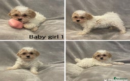 Mixed Breed dogs for sale: Beautiful cavapoo puppies - Image 15