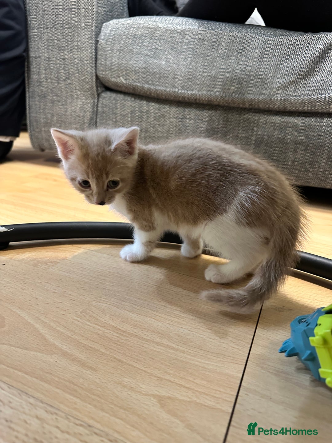 Mixed Breed cats for sale: Kitten for sale  - Advert 2