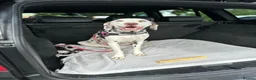 Dalmatian dogs for sale: Female dalmatian - Advert 8