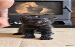 British Shorthair cats for sale: ***150***ONO Beautiful kittens need a new home. - Image 9