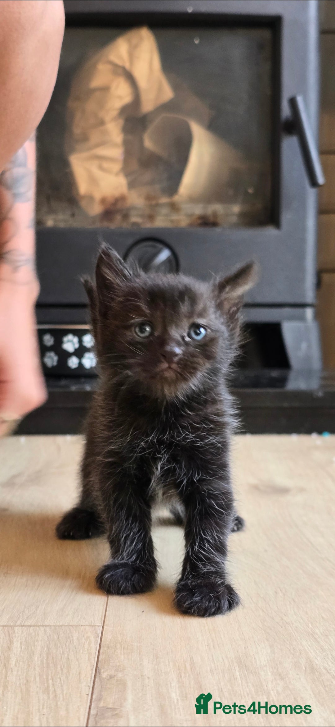British Shorthair cats for sale: ***150***ONO Beautiful kittens need a new home. - Image 9