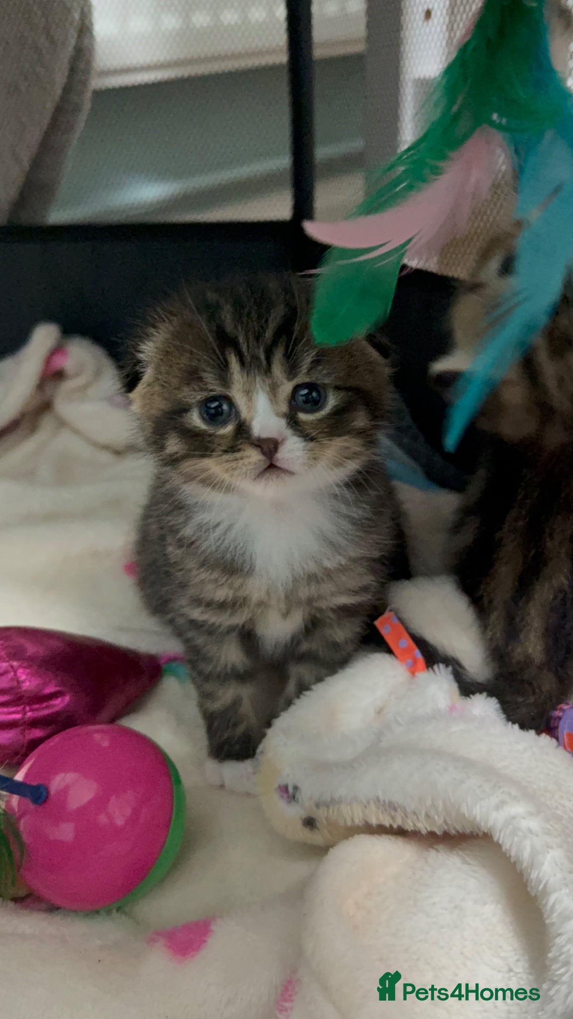 Scottish Fold cats 4 beautiful Scottish fold kittens 🤍 - Advert 1
