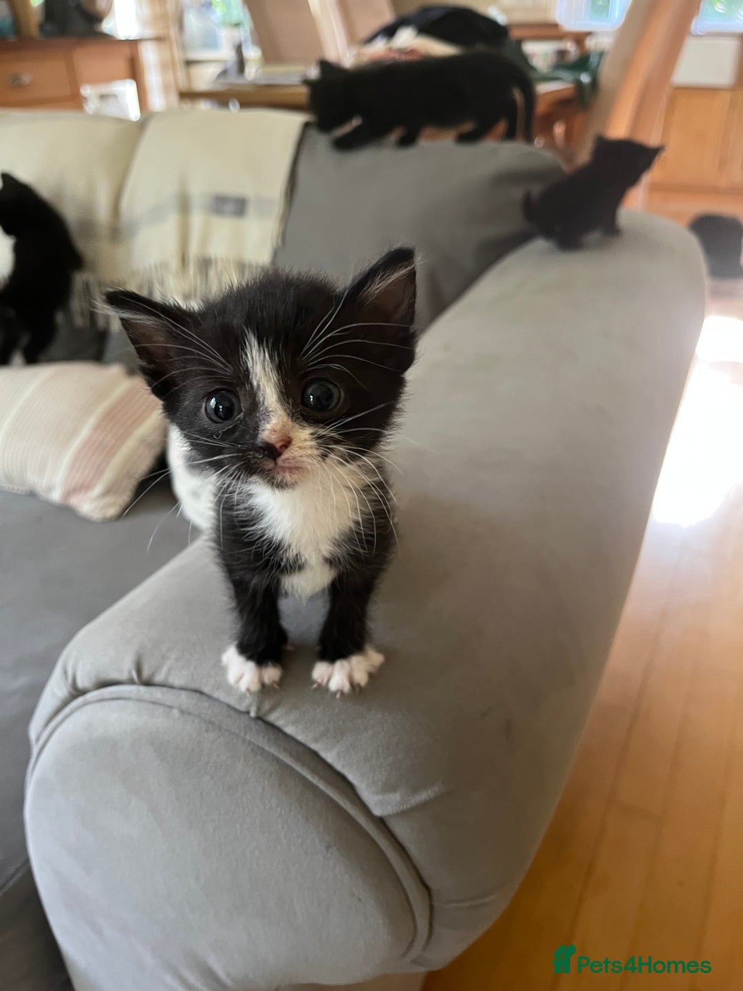 Domestic Shorthair cats for sale: Kittens for sale £120 - Image 3