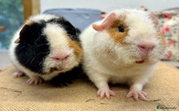 Guinea Pig rodents for sale: Teddy Guinea Pig Boars - Image 3
