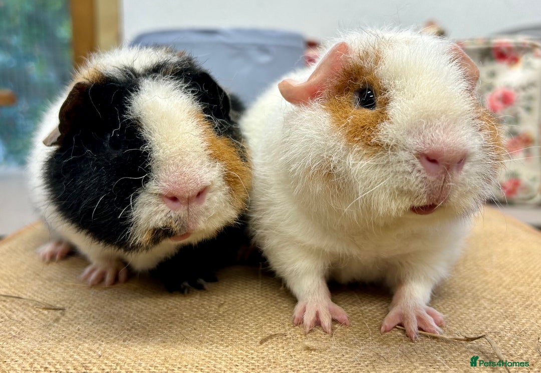 Guinea Pig rodents for sale: Teddy Guinea Pig Boars - Image 3