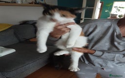 Domestic Shorthair cats for sale: Lovely short-haired kittens - Image 8