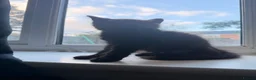 British Longhair cats for sale: Female black longhair in Bridgwater - Advert 1