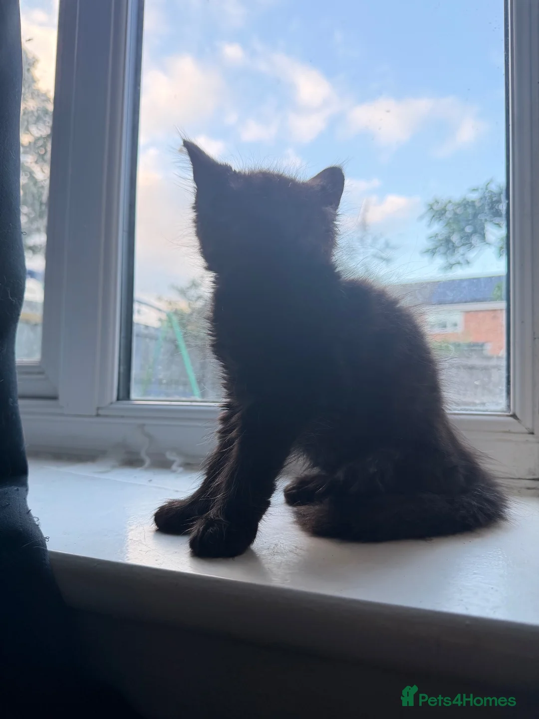 British Longhair cats for sale: Female black longhair in Bridgwater - Advert 1