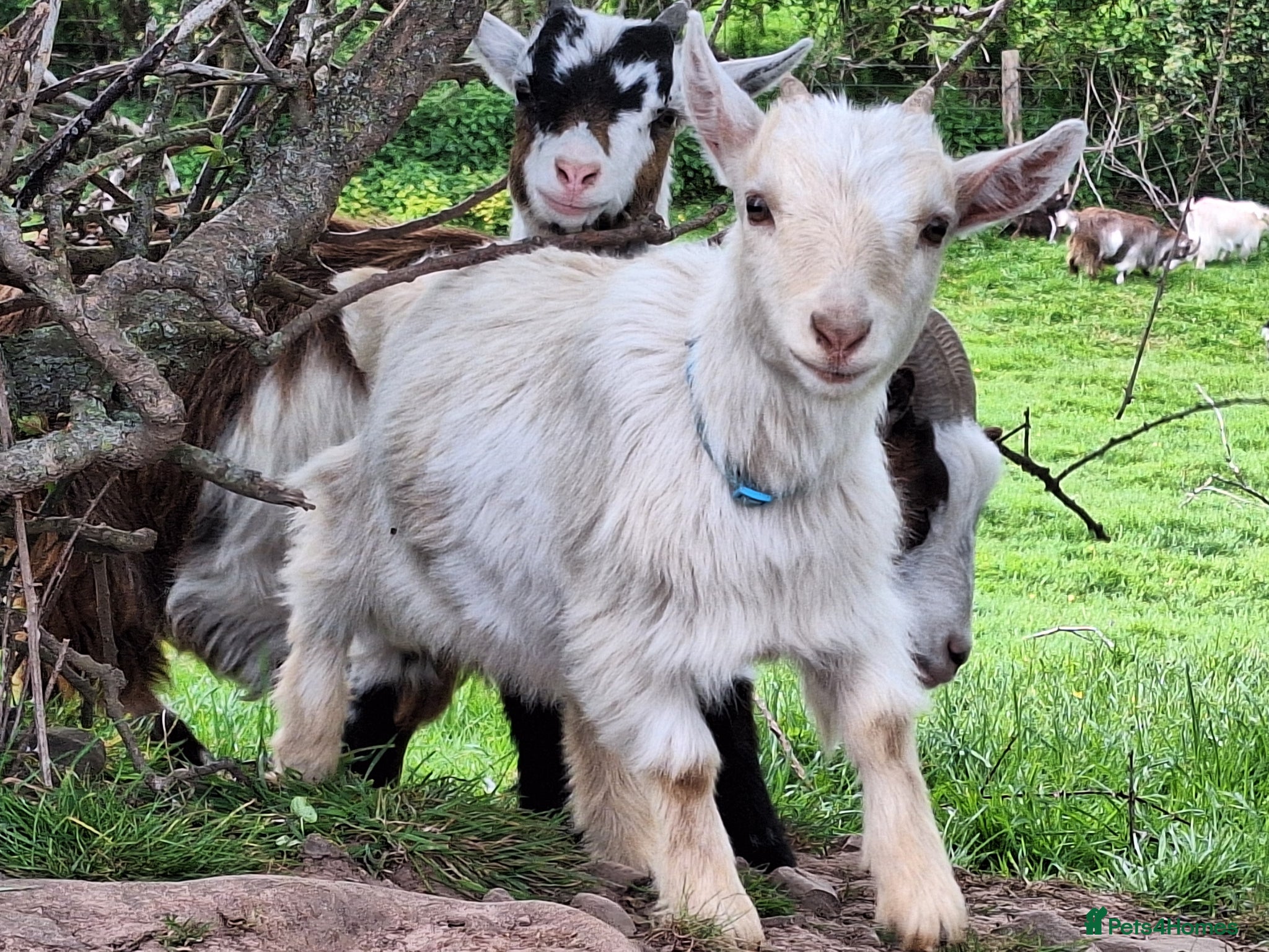 Goats livestock Gorgeous Wether Pygmy goat kids for Sale.  - Advert 1