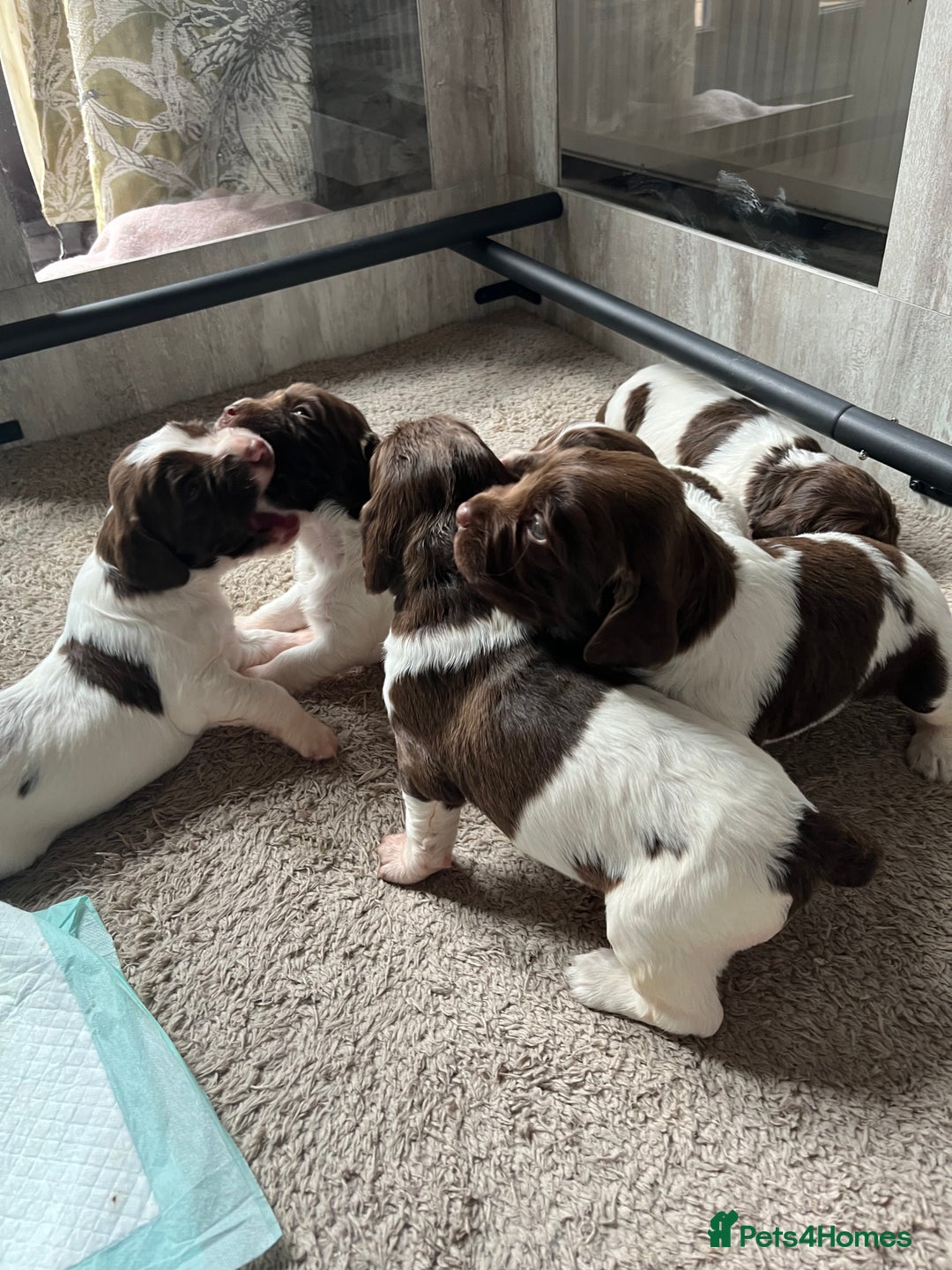 English Springer Spaniel dogs for sale: KC English springer spaniel puppies  - Image 17